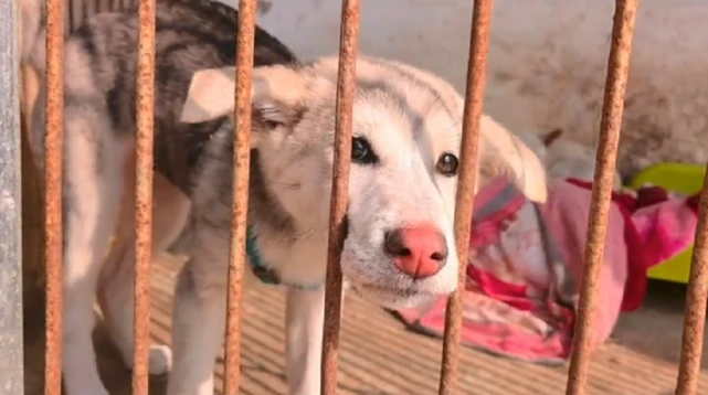 因犬瘟而痛苦抽搐的狗狗，在它生命最后的一刻，它最信任的人却抛弃了它