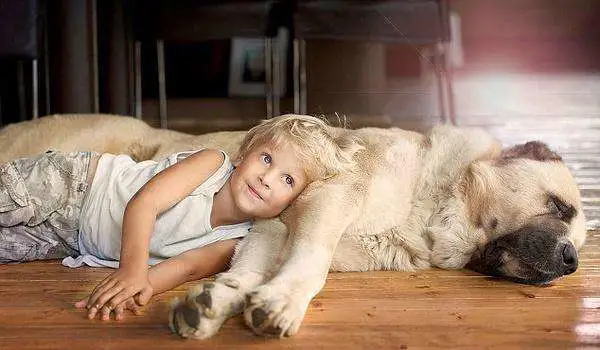 狗子寿命受影响的因素虽然很多，但主要体现在这几点上，要当回事