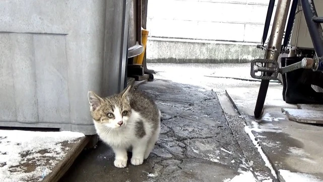 家猫嫌弃的旧猫窝，流浪猫却视若珍宝，待在里面不愿离开