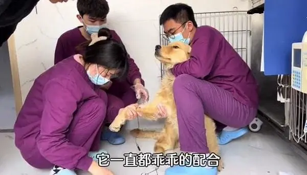 金毛被主人打断双腿，幸得好心人送医院相救：一定要坚持下去