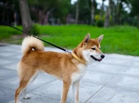 “要是养了个土狗，都不好意思跟人打招呼”