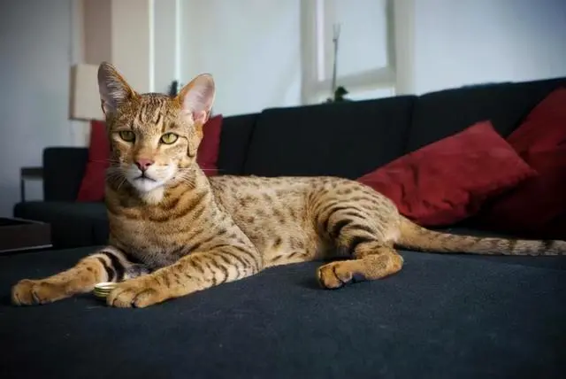 这几种猫身上味道很大，名副其实的“臭猫”！