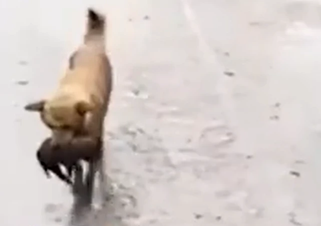 山东流浪狗冒雨叼来狗宝宝，托付经常喂它的好心男子，令人动容