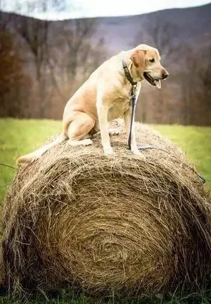 雪地里出现一只狗头绒毛怪，网友：第一眼看到以为是P图！