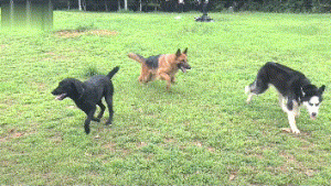 怂恿我养“德国牧羊犬”的人，真是把我坑惨了！