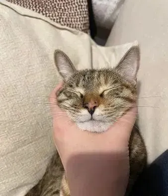 女饲主睡觉被猫咪狂咬头发，睡醒后看到直呼崩溃！