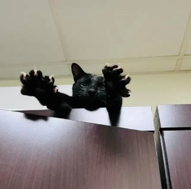 危险！危险！危险！铲屎的快跑！