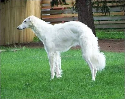 帮助苏俄猎狼犬度过发情期