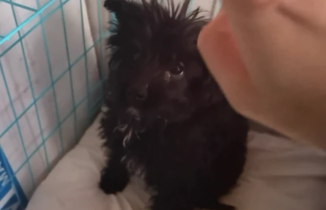 狗主暴雪天将它抛弃，捡到它的阿姨却百般关心，也许这就是人与人的区别吧