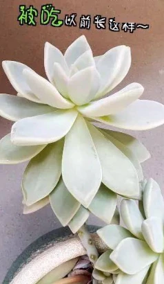 黑猫千岁岁中毒去世，只因吃了它，网友：人为培育折耳猫有基因病