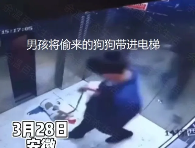 男孩偷牵走别人宠物狗，利用电梯门将其吊死，知情者：志愿者的狗
