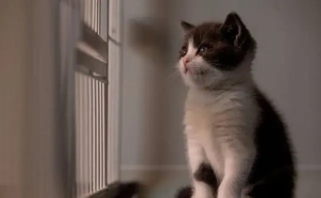 “蒜瓣毛”猫咪是营养比较好吗？