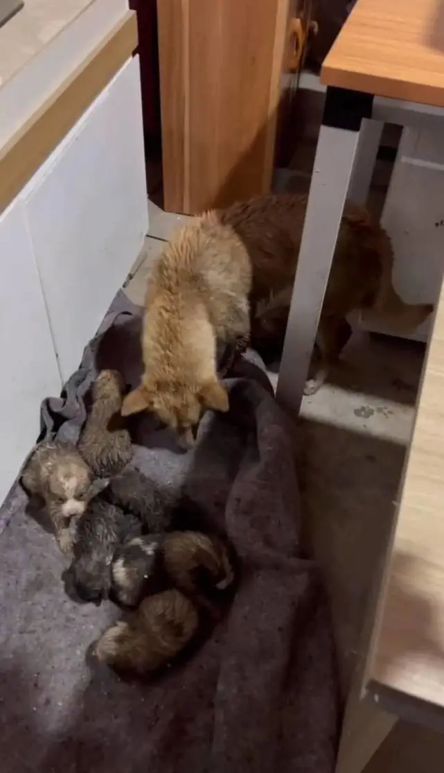 上过热搜的七只小狗近况如何？店主：太抢手，全部被预定领养