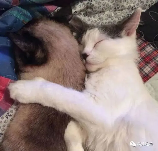 夫妻俩外出散步发现一只受伤的猫咪，捡回家后发现“很后悔”