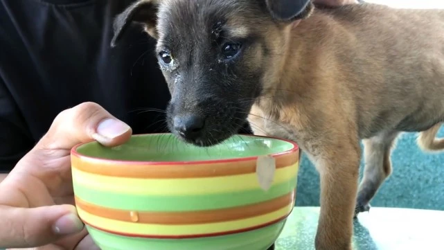 瘦成皮包骨的小流浪狗，缩在角落里默默流泪，好心人用爱改变它