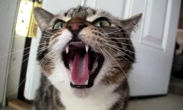 流浪猫大军一年杀死上百亿动物，成为疾病传播体！到底是谁的错？