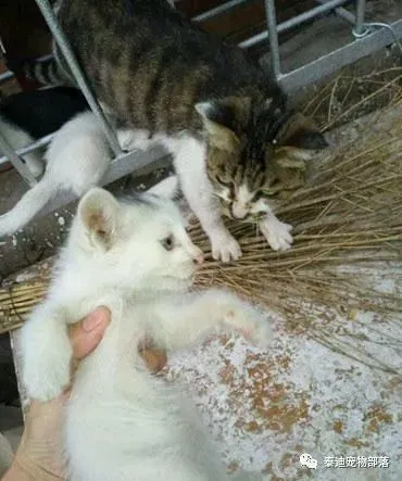 流浪猫在小区里游荡，忽然看见一只流浪狗，随后的举动暖人心窝