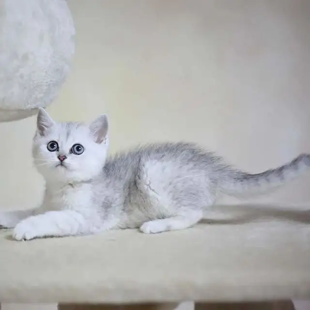 猫咪自己在家会有哪些行为呢？猫咪性格有关？