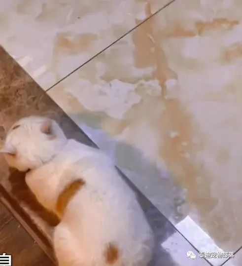 浙江男子见家中猫咪日渐圆润，决定督促减肥，得知方法后直呼绝