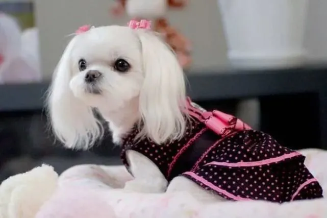 马尔济斯犬：美丽如天使一般，然而这4大缺点你想到了吗