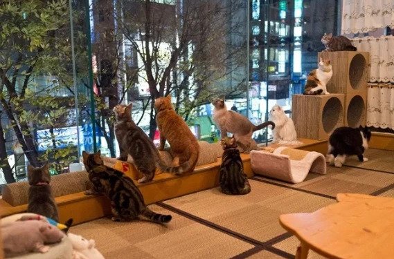 在宠物店“撸猫”被抓伤，谁来担责？法院判了