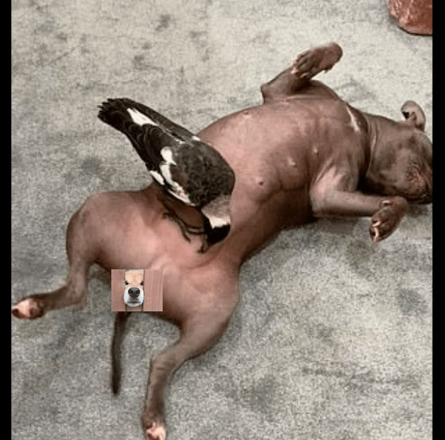 狗狗救了只受伤的喜鹊，照顾期间感情升温，竟分泌了奶水给它喝！