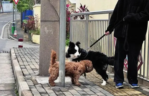 文明养犬有新招，南宁多个小区设立“宠物公厕”