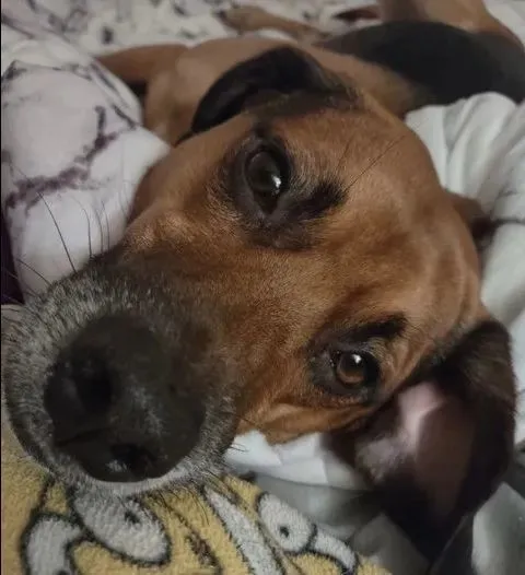 狗狗为自己画了幅自画像火遍全网，主人却表示这是一幅很有味道的画