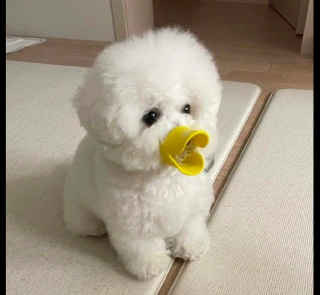 狗狗半夜总是乱叫，主人给它买了个鸭嘴套，原谅我忍不住笑出声！