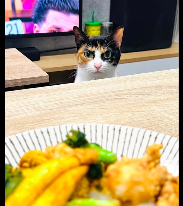 主人只要一吃饭，猫咪就会在旁边瞪着看，这犀利的眼神有点怕了！