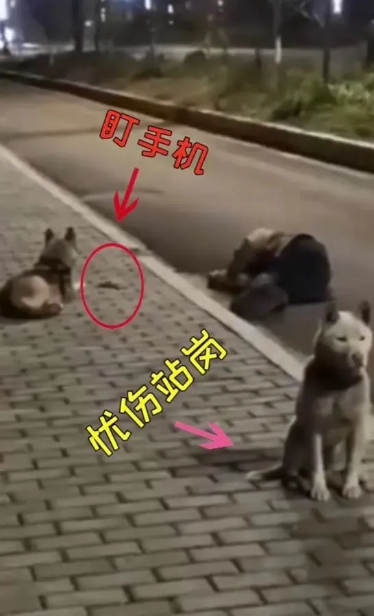 主人醉倒街头，两田园犬布阵：一只盯手机，一只盯梢…