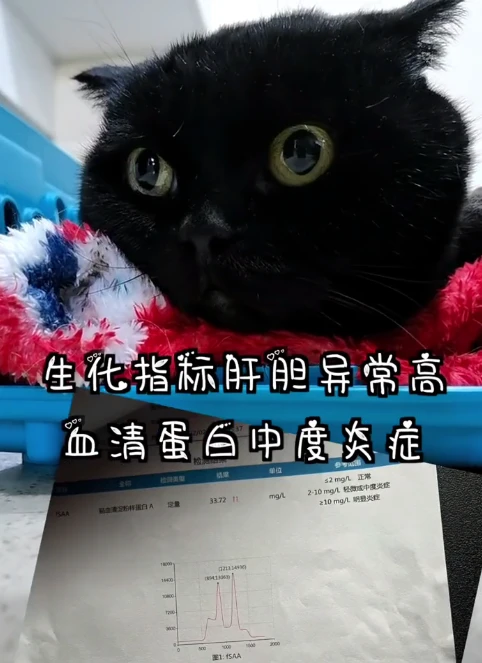 缅怀！千万网红猫“千千岁”因病去世，二豆妈妈：它只是回喵星了