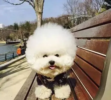 来，给你一颗超甜的巨大“棉花糖”，不能吃哦！