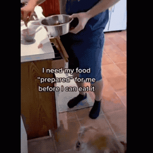 网友家里大金毛突然不吃饭，后来才发现它是嫌弃吃狗粮没有仪式感