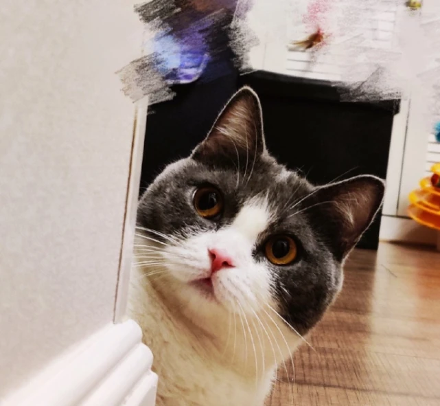 原来肖战也是个猫奴！