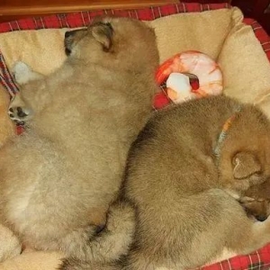 捕获野生柴犬一只，该怎么料理？