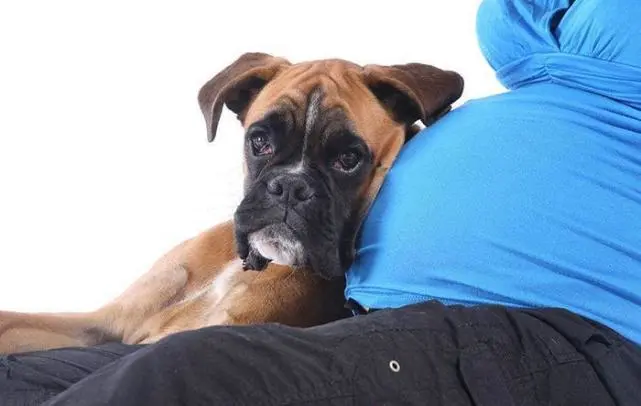 狗子的这些独特本领，你知道多少？你还能说狗一无是处吗