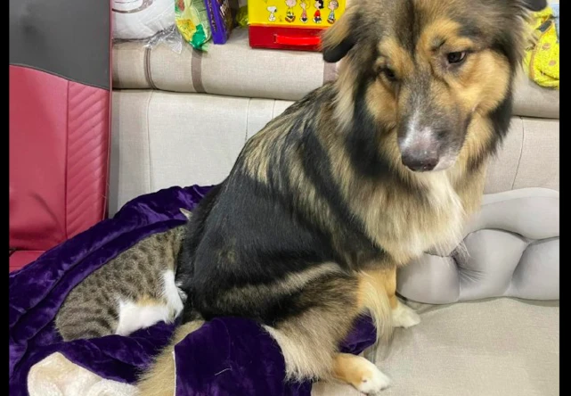 狗狗一屁股坐在了猫的头上，猫用不满的表情看主人：你还管不管？