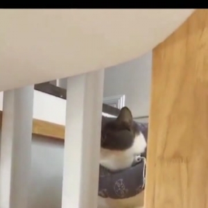 肖战绿洲晒“坚果”照片：看到这个小可爱了吗？是我的！