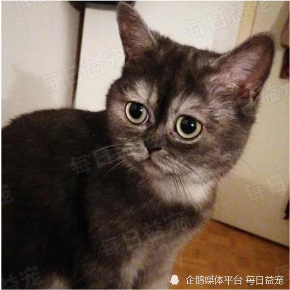 屡次被抛弃的流浪猫，因性格暴躁无人收养，铲屎官：它值得被爱