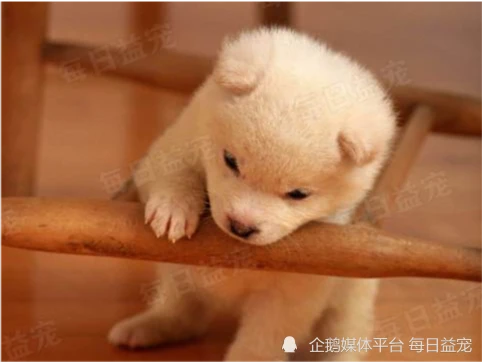 容易被拐走的5种狗狗，有的还能自己离家出走，典型“白眼狼”