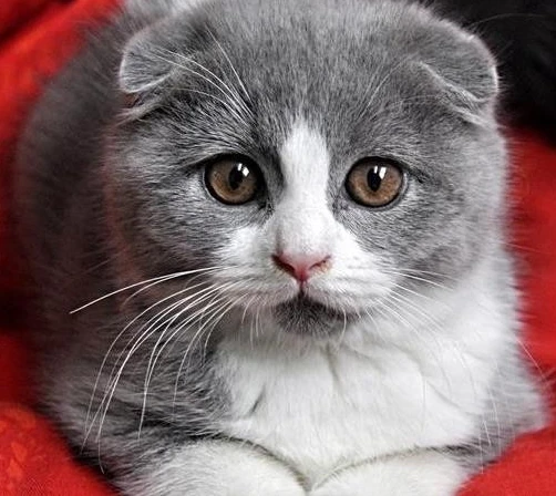 养猫不要养下面5种猫，别不相信，养了你会后悔的