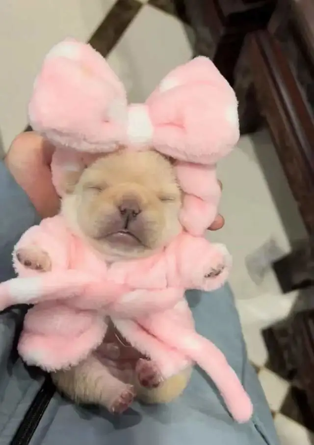 斗牛犬的成长就像是照骗？浴袍小法斗超精致，是美容觉睡出来的？