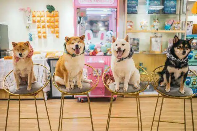 不怕告诉你，养狗的基本上就这几类人