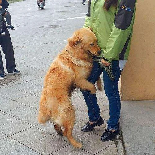 这几种类型的狗，无法带来“好运”，你没养吧？