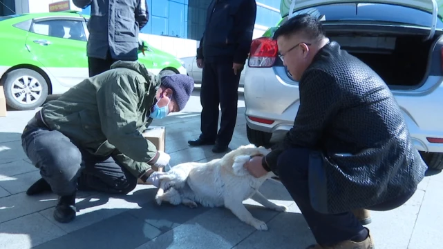 免费！记得带你的爱犬前往注射狂犬疫苗