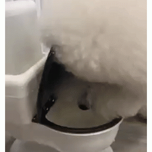 狗狗不爱喝水，铲屎官特地买了个“神器”，这货直接变水娃……