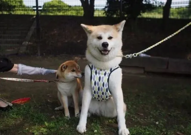 当秋田误入了柴犬窝：请问这是小人国吗？