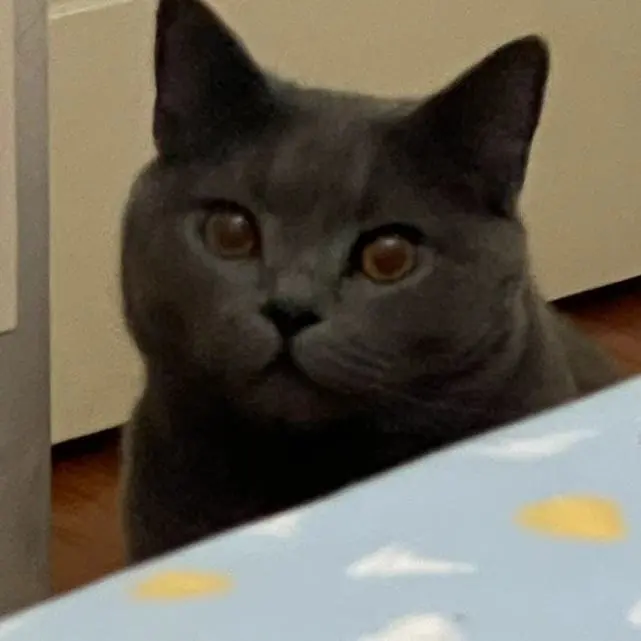 闹闹，一只减肥的猫（上）