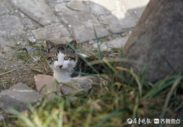 华山湖“湖”拍，华阳宫悠闲自在的小猫咪